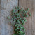 Za'atar Oregano Organic