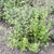 Oregano Za-atar Seeds