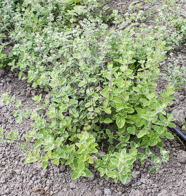 Oregano Za-atar Seeds