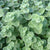 Za'atar Oregano Organic