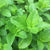 Spearmint Seeds