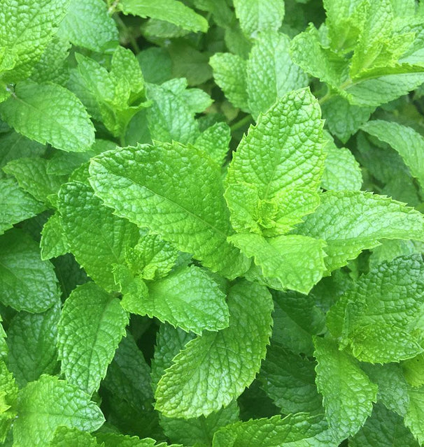 Spearmint Seeds