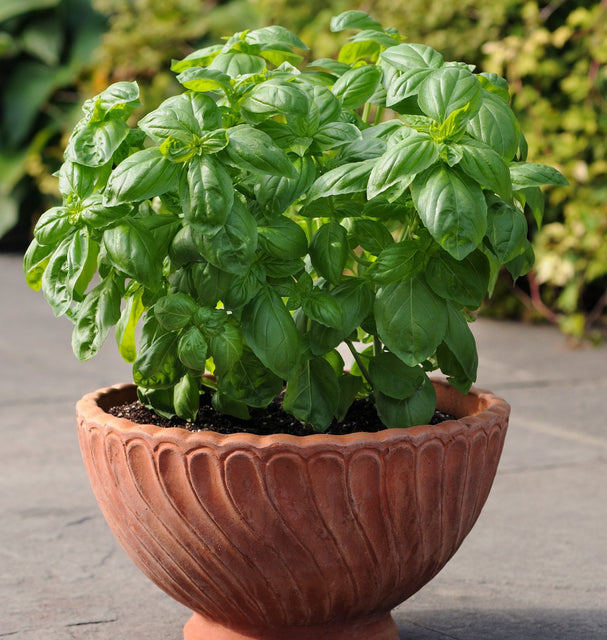 Dolce Fresca Basil Seeds