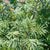 Huacatay Peruvian Black Mint Seeds
