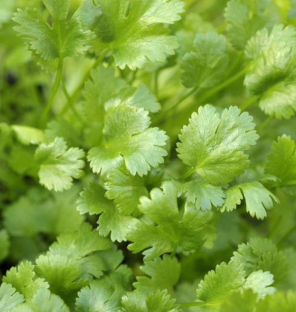 Calypso Cilantro Seeds