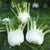 Preludio Organic Fennel Seeds