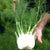 Preludio Organic Fennel Seeds