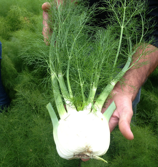 where to buy fennel seeds to plant Preludio F1 Organic