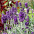 Lavance Deep Purple