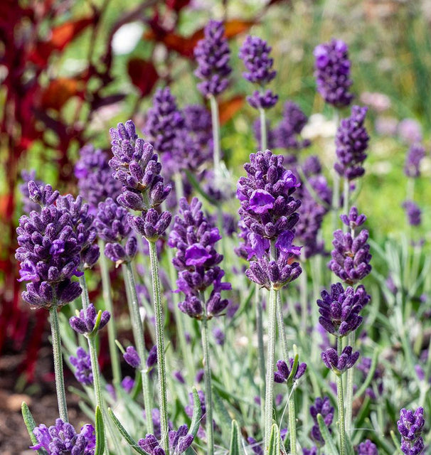 west coast seeds lavender Lavance Deep Purple Lavender Seeds – West Coast Seeds