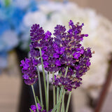 Lavance Deep Purple