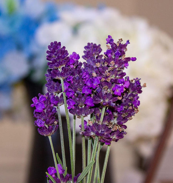 Lavance Deep Purple