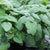 Mandarina Orange Balm Seeds