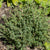 Orangelo Thyme