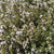 Orangelo Thyme Seeds