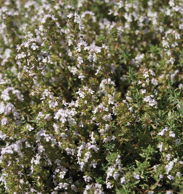 Orangelo Thyme Seeds