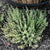 Orangelo Thyme
