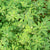 Fenugreek Organic