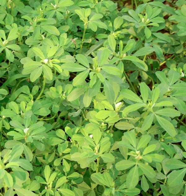 Fenugreek Organic