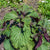 Hojiso Perilla Shiso Seeds