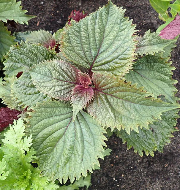Hojiso Perilla