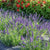 Blue Spear Lavender Seeds