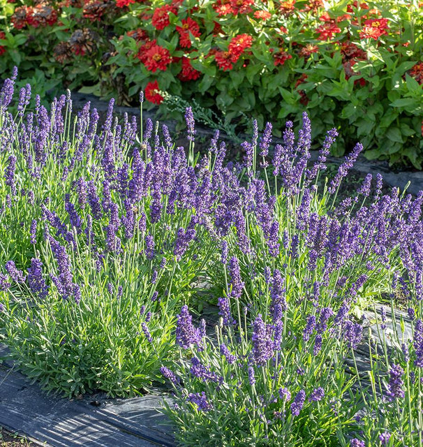 planting blue spear lavender Blue Spear Lavender Seeds – West Coast Seeds