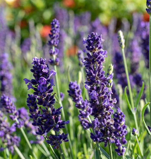 Blue Spear Lavender Seeds