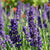 Blue Spear Lavender Seeds
