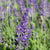 Blue Spear Lavender Seeds