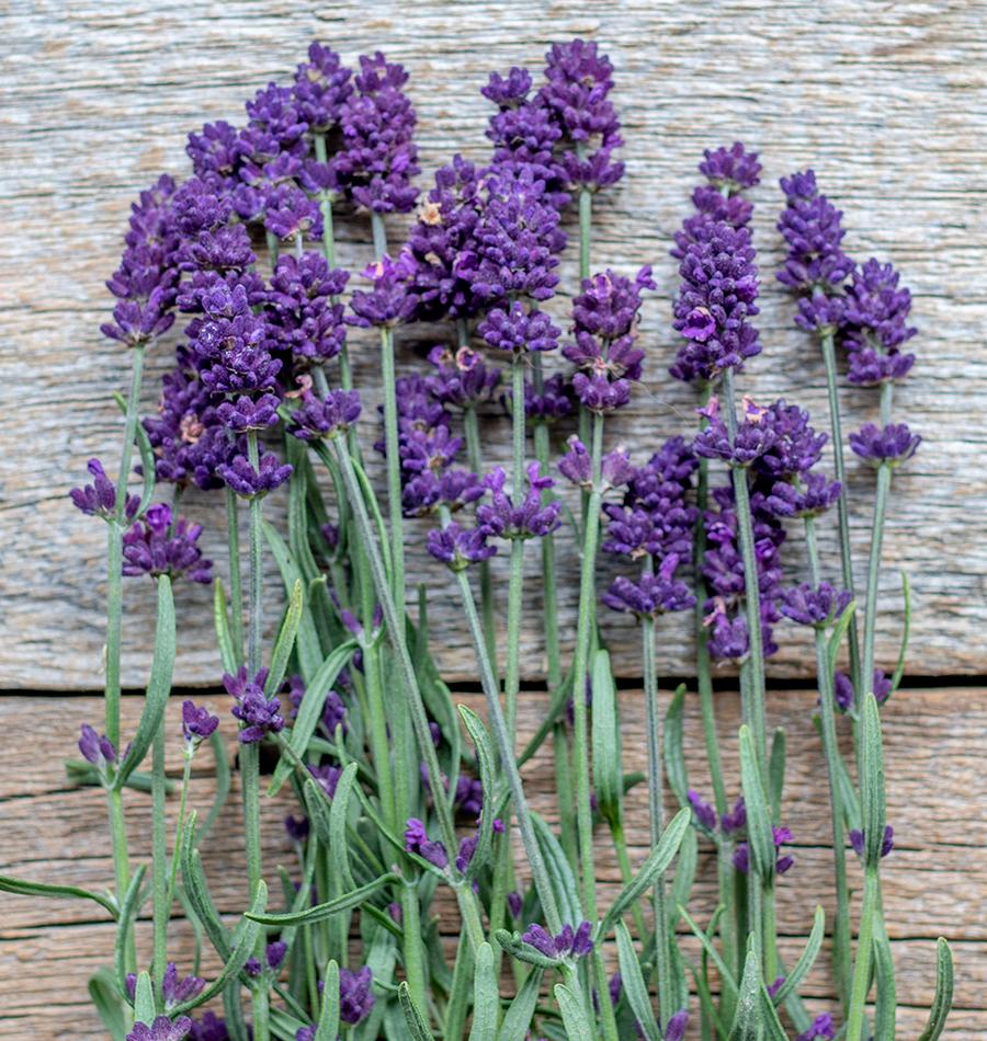 royal purple lavender plants Lavance Deep Purple