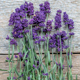 Deep Purple Lavender