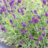 Deep Purple Lavender