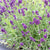 Deep Purple Lavender