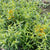 Mexican Tarragon Organic