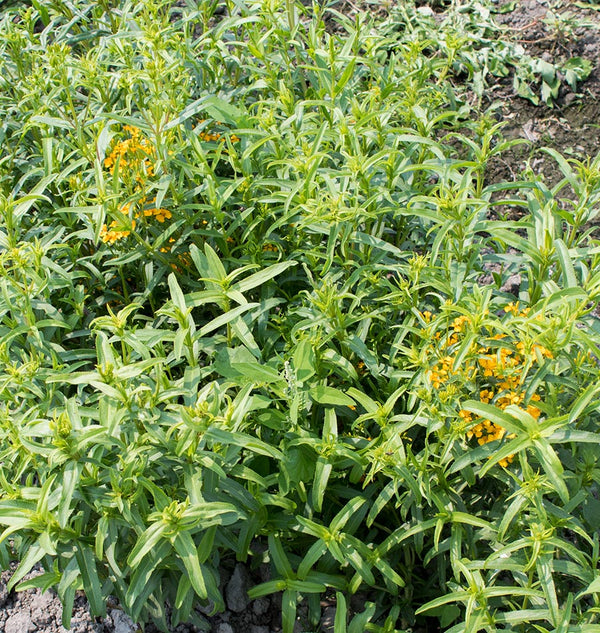 Mexican Tarragon Organic