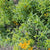 Mexican Tarragon Organic