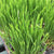 Orchard Grass