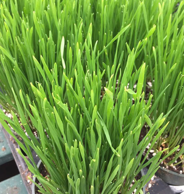 Orchard Grass 100g 84000 seeds)1