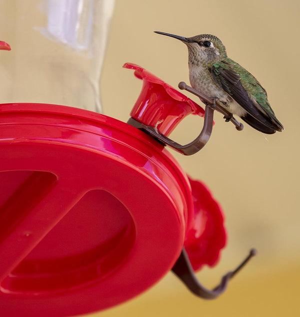 Glass Hummingbird Feeder – West Coast Seeds - Main Image