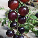 Indigo Rose Organic Tomato Seeds TM799-1
