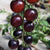 Indigo Rose Organic Tomato Seeds TM799-1