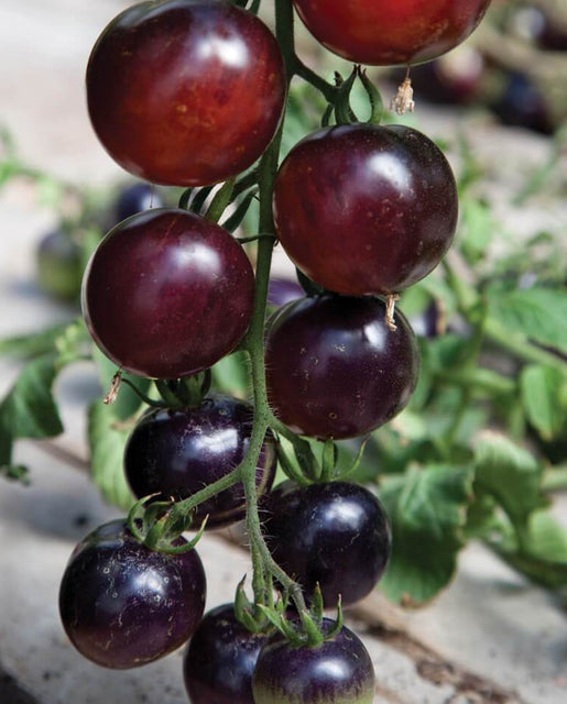 Indigo Rose Organic Tomato Seeds TM799-1