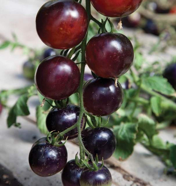 indigo rose tomato seeds Indigo Rose Organic Tomato Seeds – West Coast Seeds