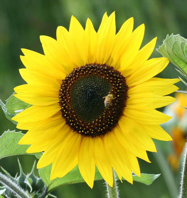 Jerusalem Gold Organic Sunflower Seeds – West Coast Seeds