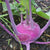 Companion Planting for Kohlrabi