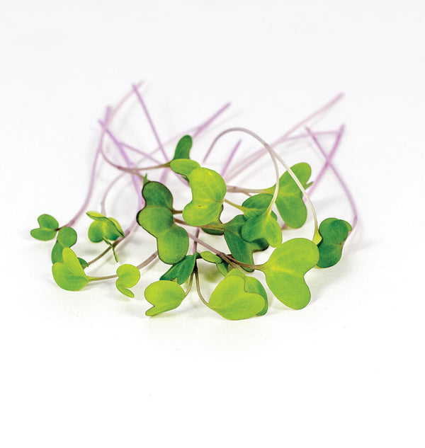 Microgreen Kohlrabi Seeds