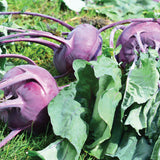 Purple Vienna