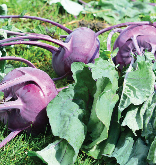 Purple Vienna