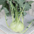 Konan Kohlrabi Seeds